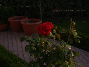 gradina gradina