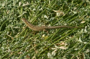 soparla soparla